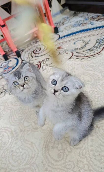 мушук сотилади силвер шиншилла