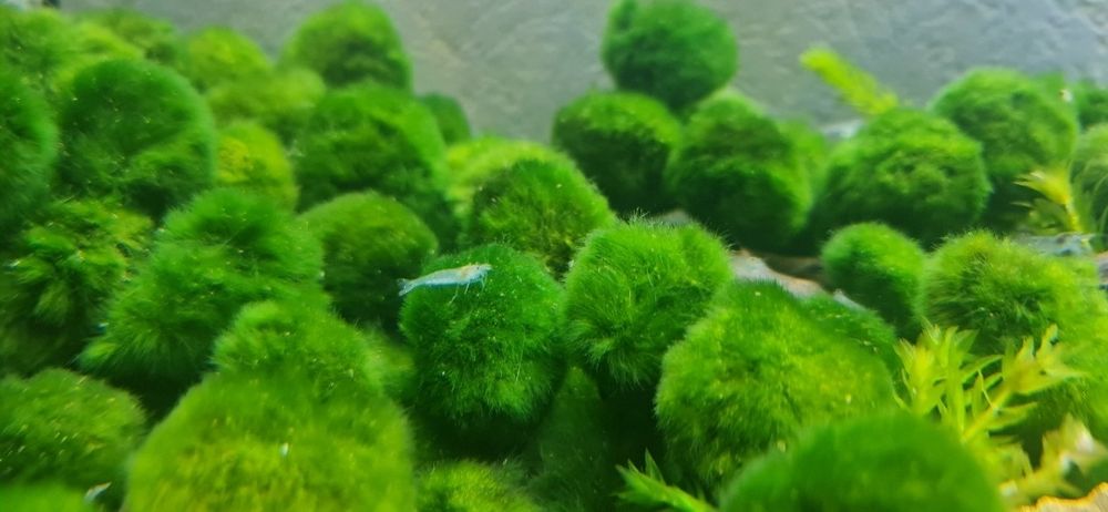 Creveti acvariu , amano