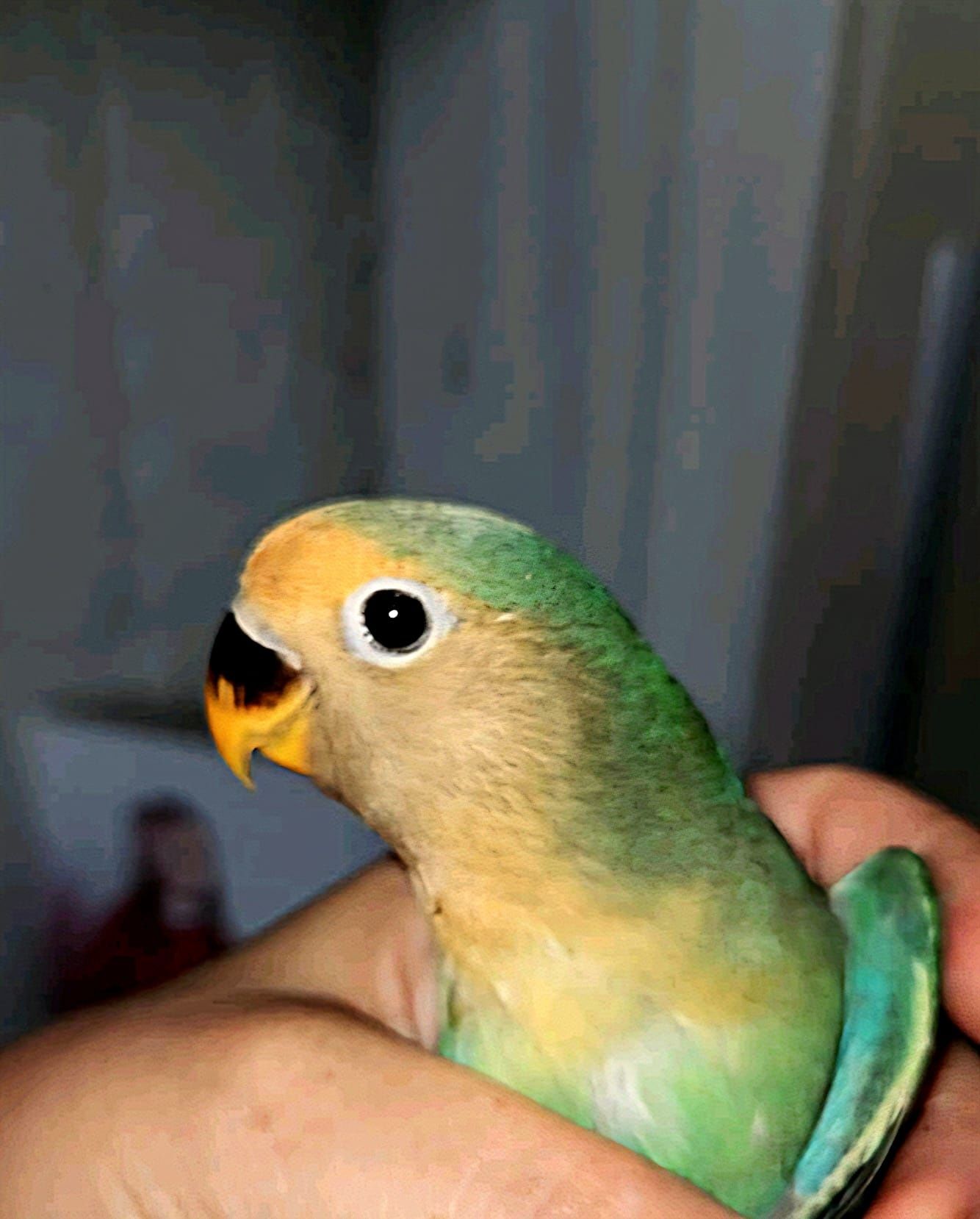 Pui agapornis  colorati