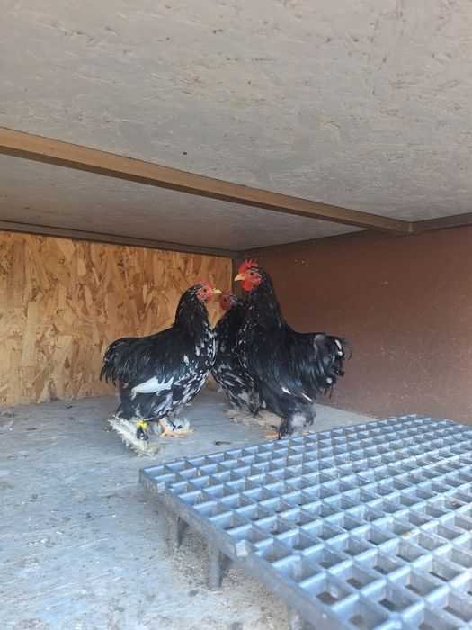 Schimb cocoși conchinchina pitic