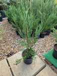 Leylandii Cupressocyparis 60 cm
