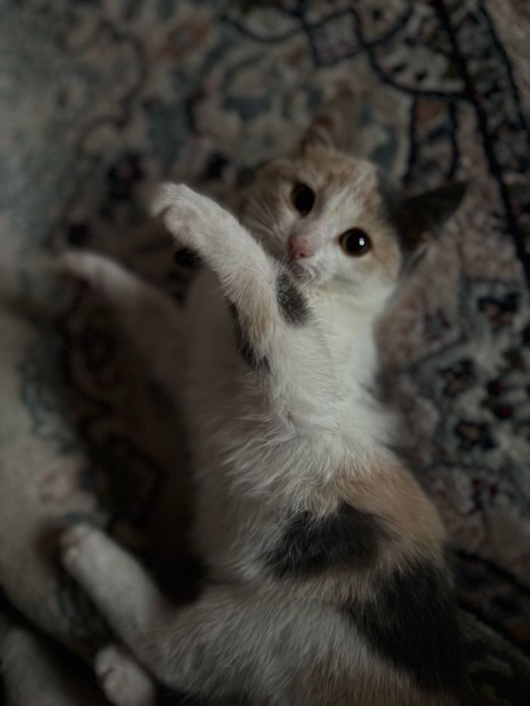 Отдам котенка в добрые руки