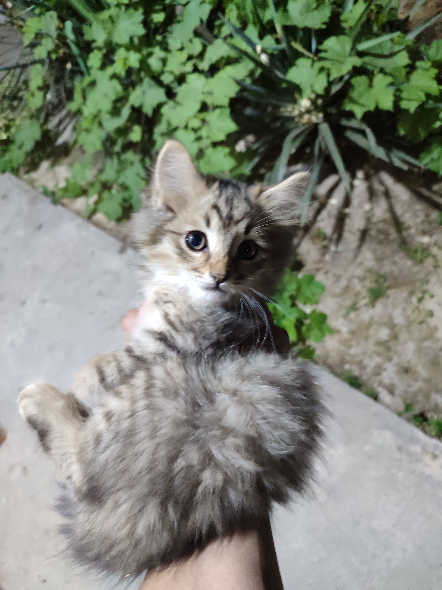 Дарим отдам Котик