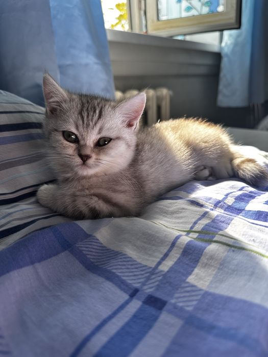 Ищете пушистого друга? Шотландские котята!