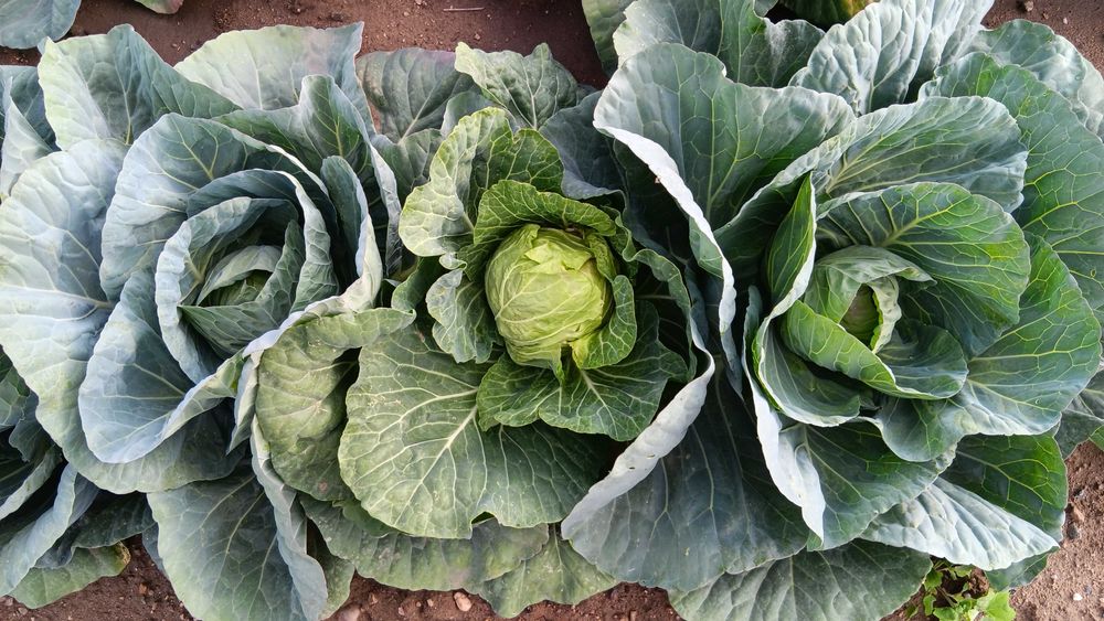 Агрономически консултации - овощни,зеленчукови и полски култури