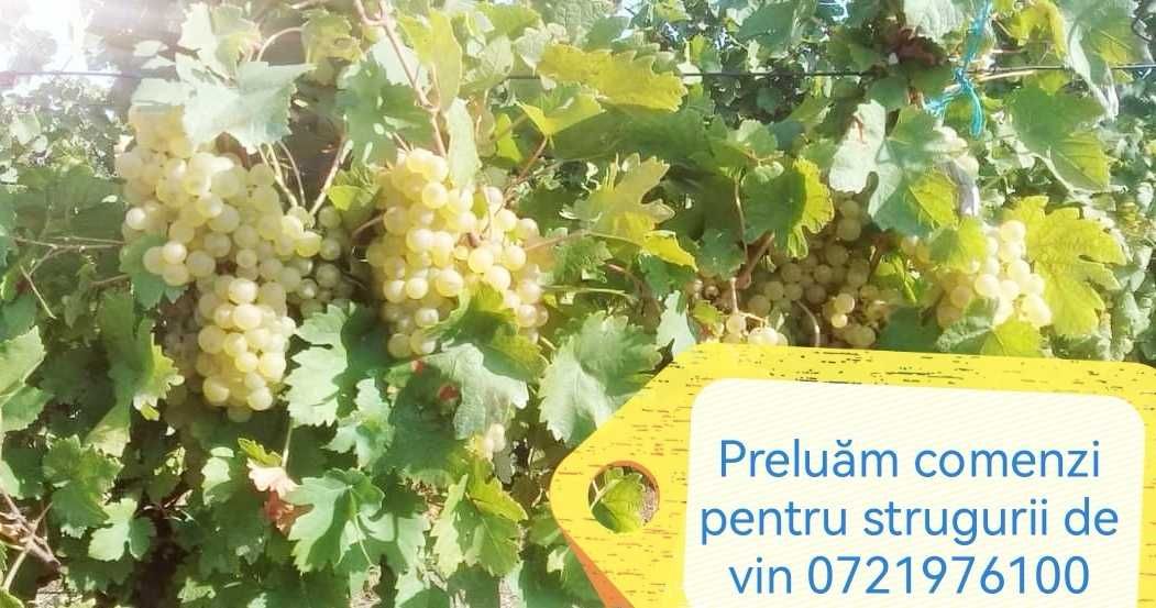 Struguri de vin diferite soiuri