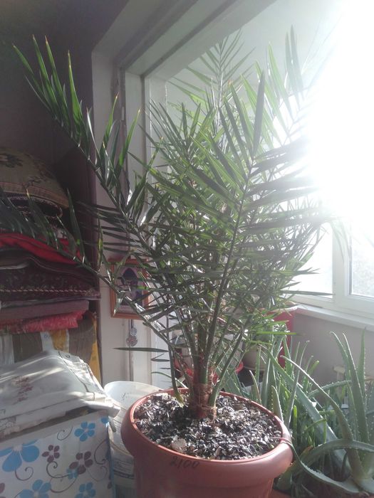 Финиковая пальма