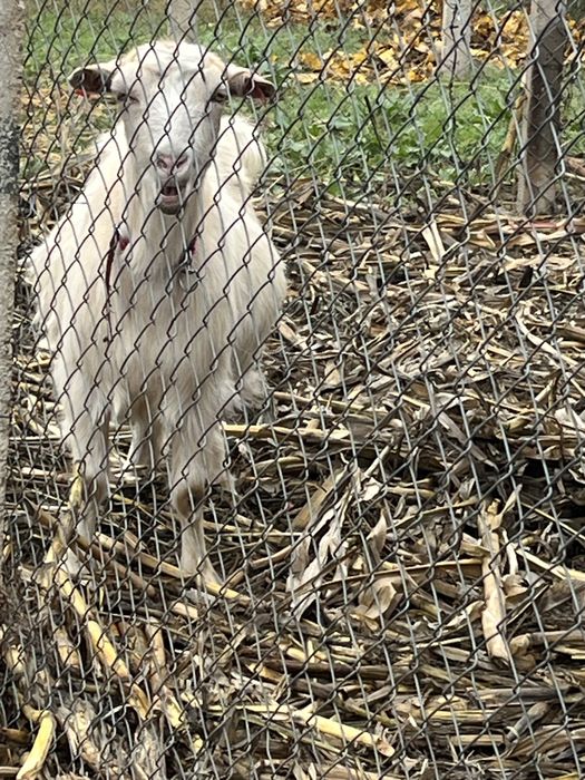 Vand capră gestantă