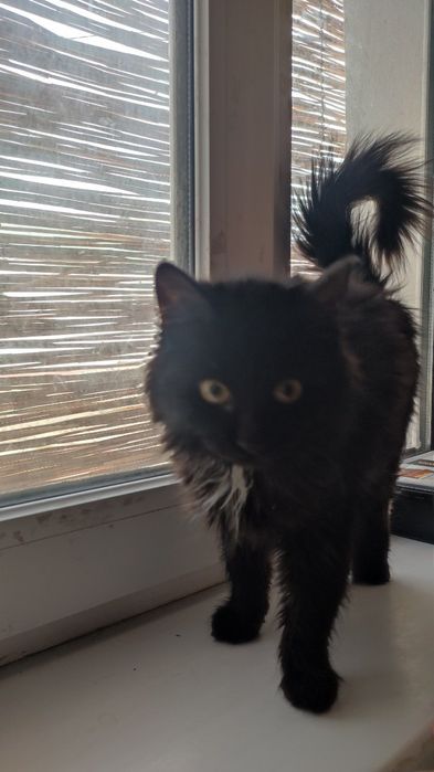 Пышык бесплатно кара