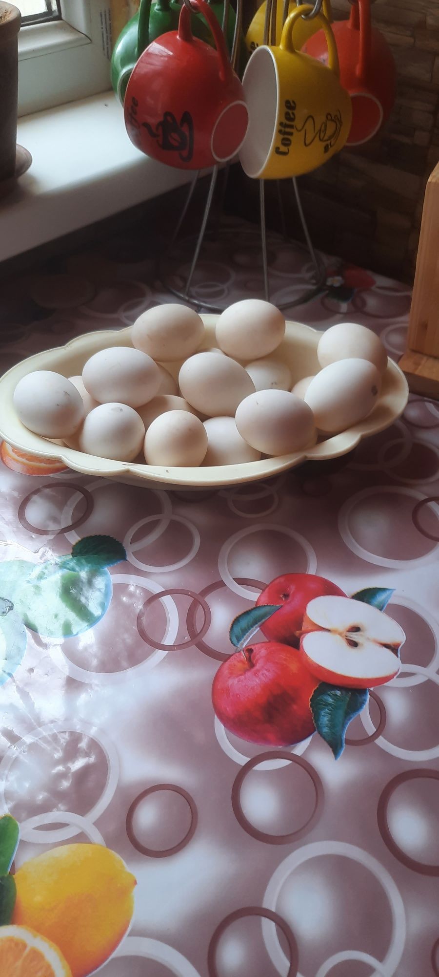 Урдак тухумлари хонаки