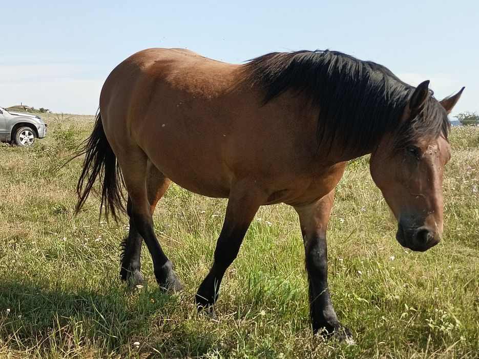 Vînd iapă cu mînz si un cal de trei ani