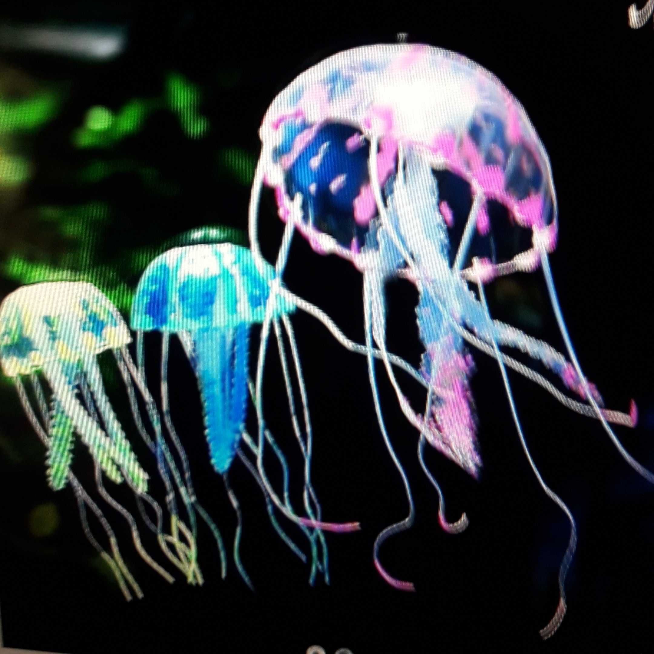 в аквариум.медузы.осьминоги.морские коньки