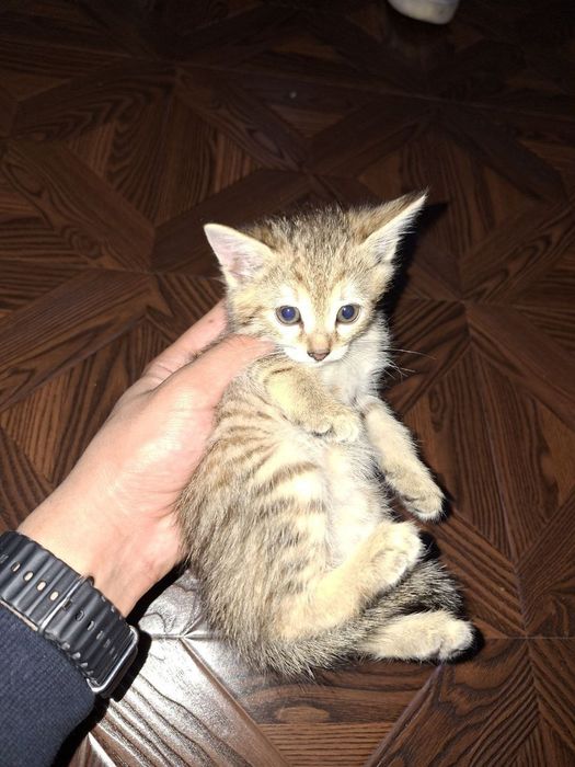 Отдам бесплатно в добрые руки котят