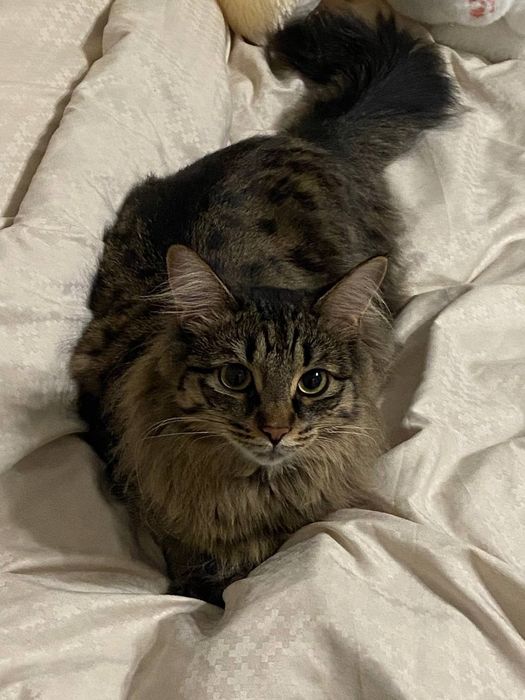 Отдам кошечку в хорошие руки!