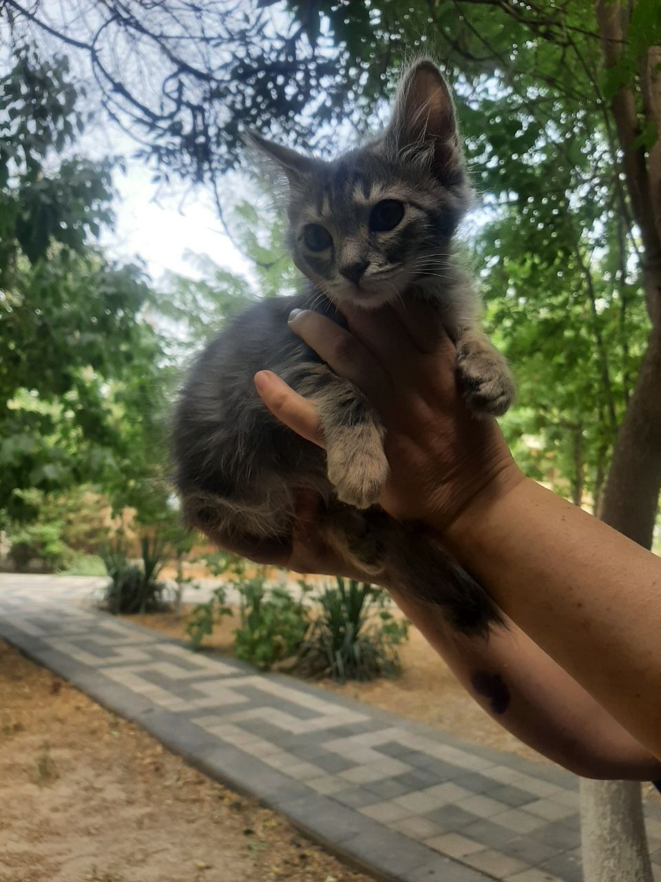 Котята даром в хорошие руки