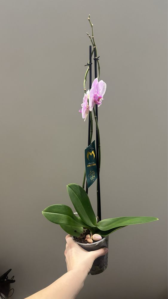 Орхидеи на скидке, 70см