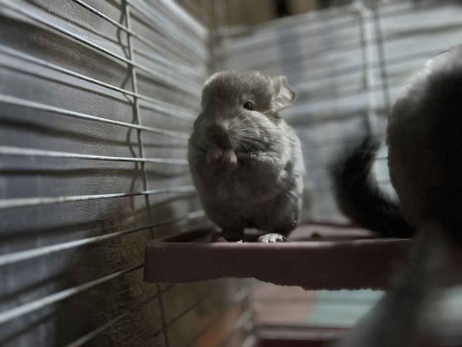 Продам малышку шиншиллу