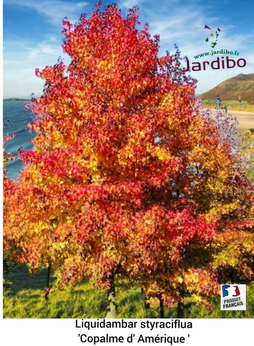 Pomi Ornamentali  liquidambar arborele de guma