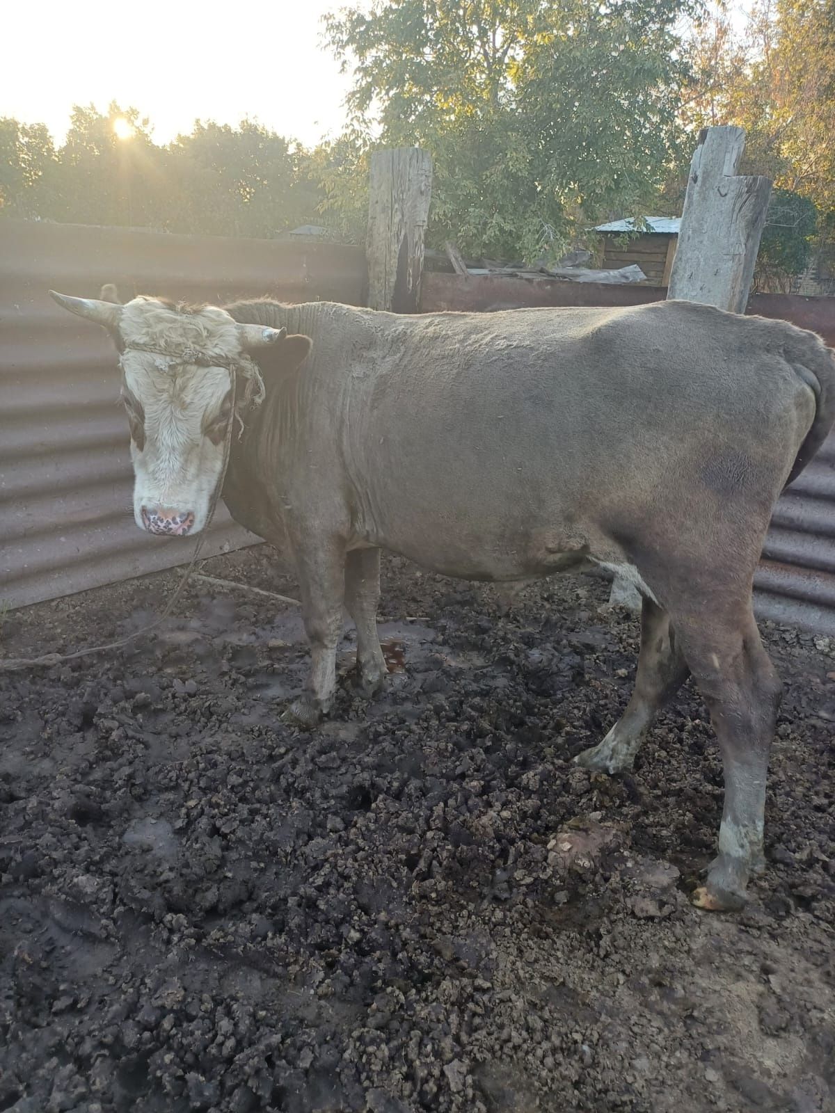 Продам двух бычков