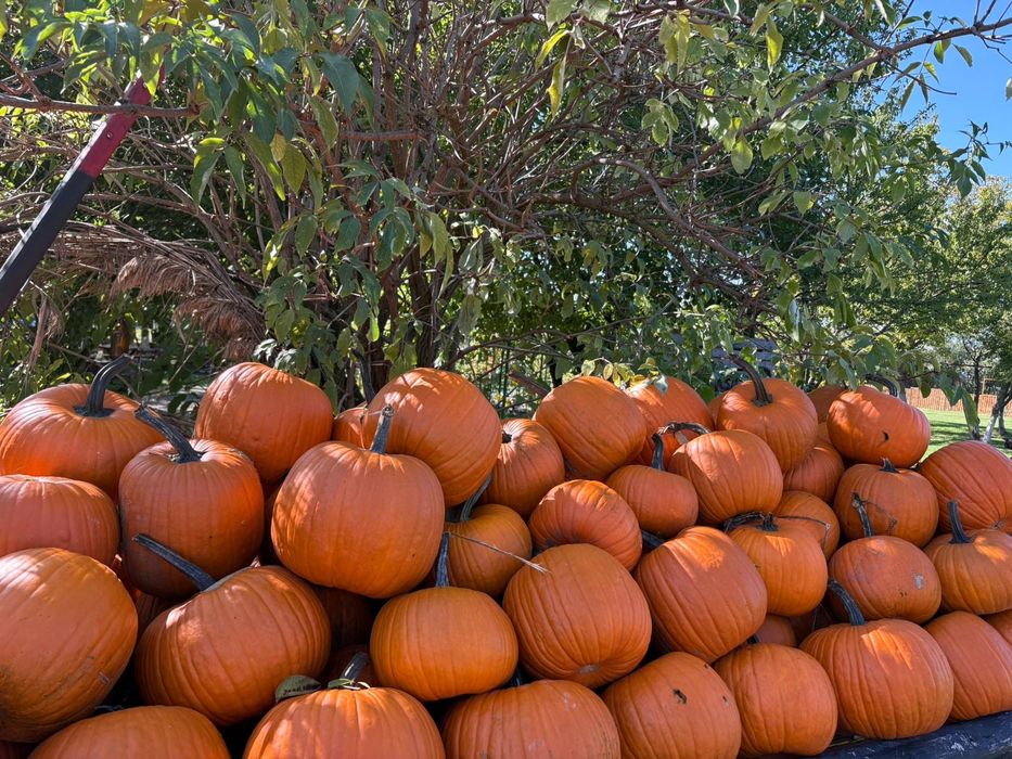 Dovleci Halloween