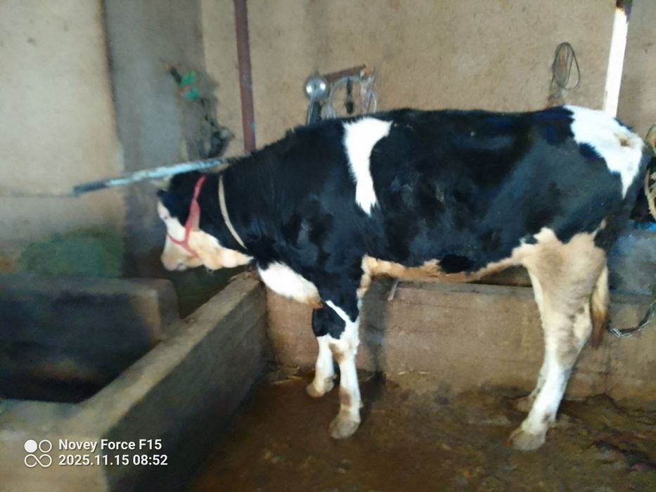 Qissir qochirishga tayyor