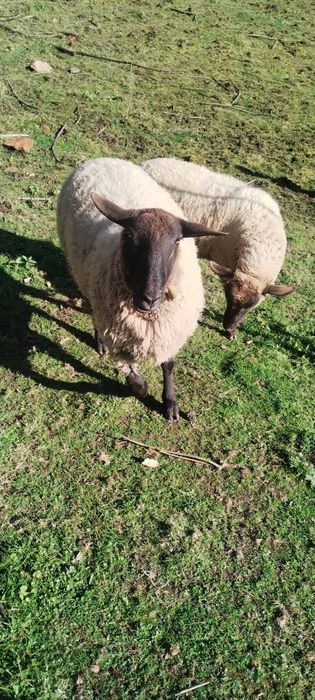 Berbec de rasă ,sănătos calitate garantată