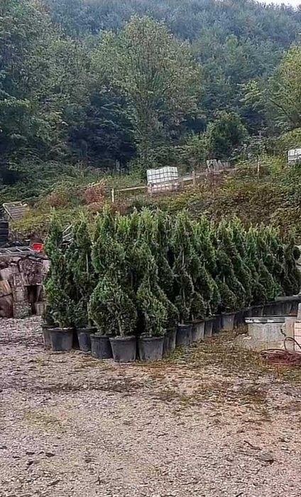 Plante decorative pentru grădini, curți și spații publice