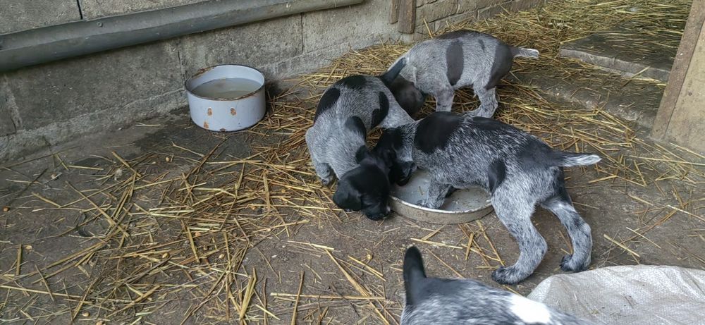 дратхар, ловджийско куче