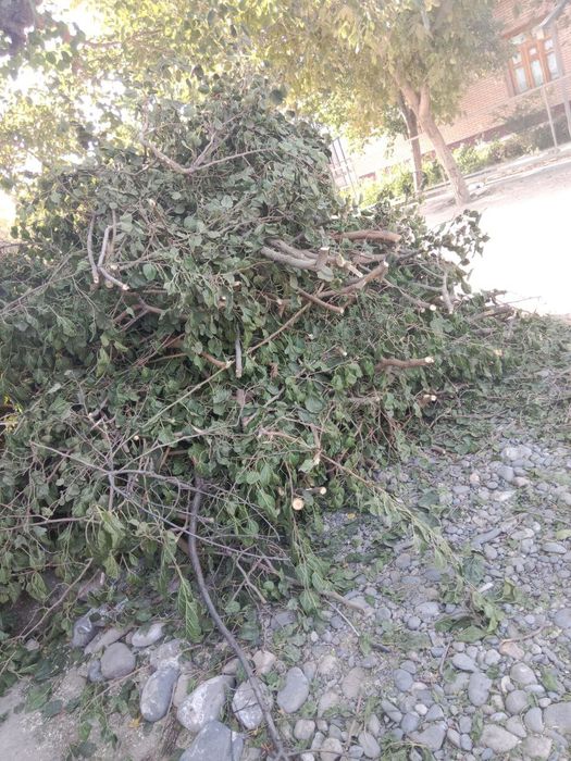 Tutni utinlari sotiladi srochna hul utinlar kundalari kesilgan
