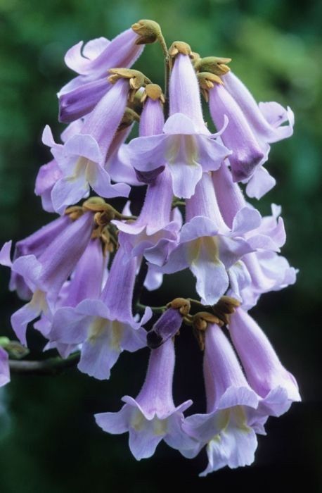 Seminte Paulownia             vv