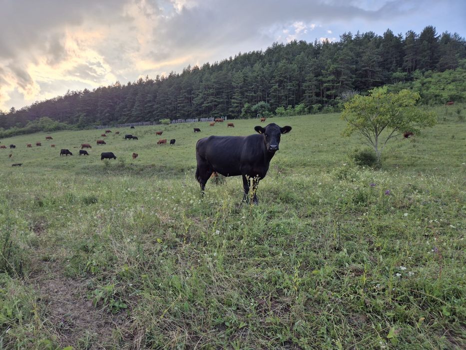 Vând lot Angus (Taur, tăurași,Vaci, viței)