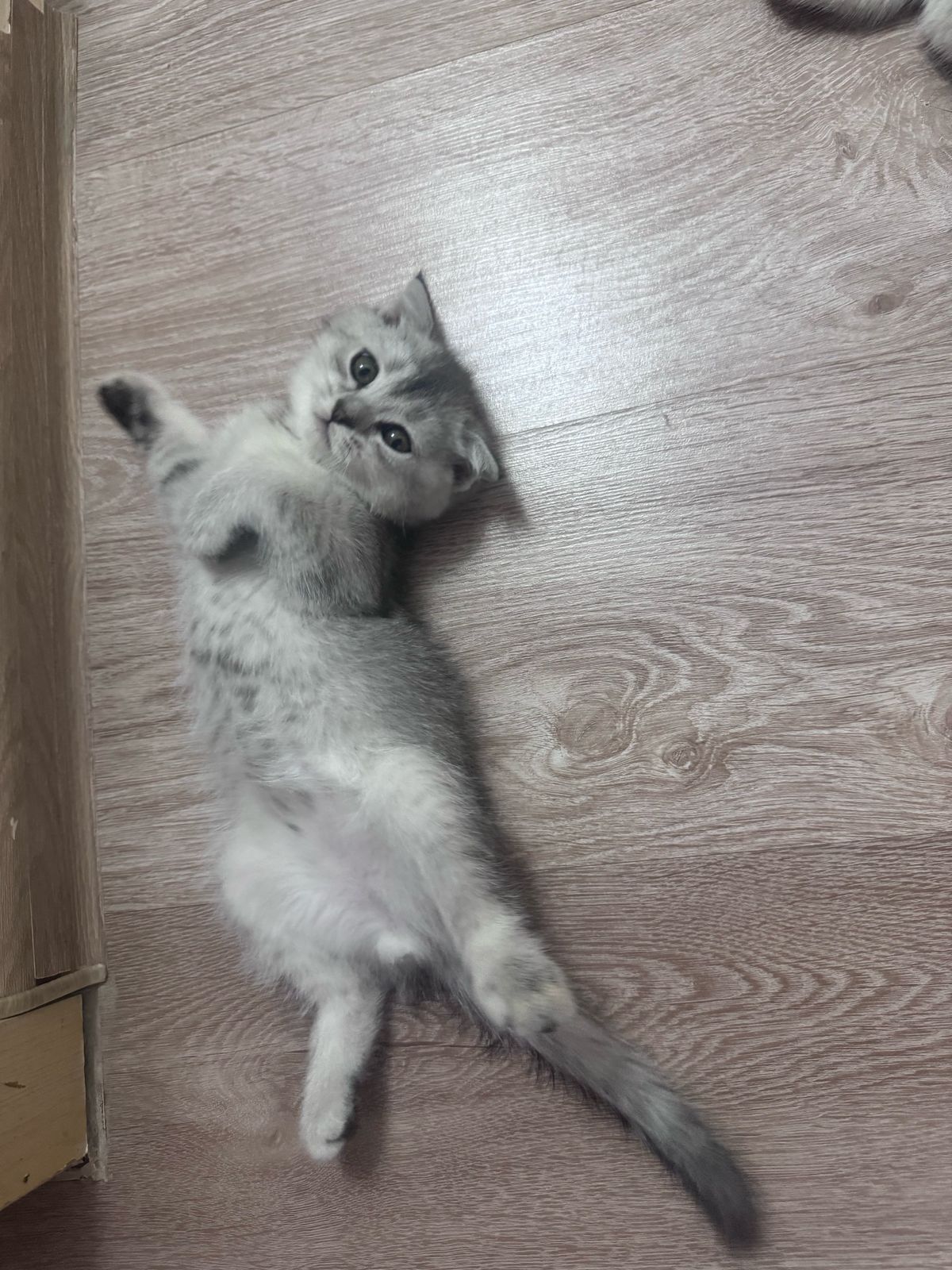 Котята серебристая шиншила