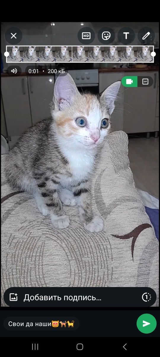 Дарю котят!             .