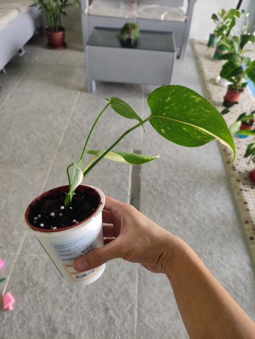 Монстера тайское созвездие детка