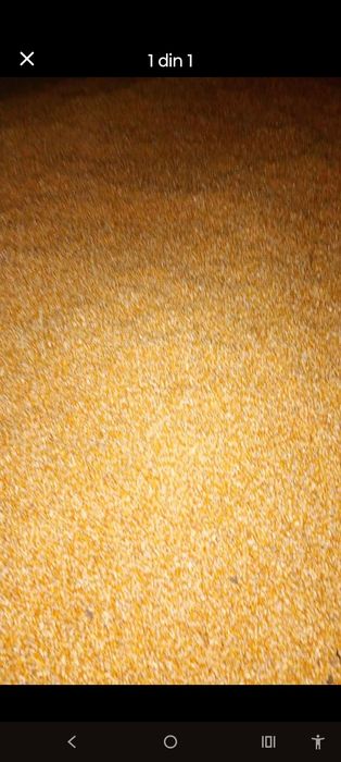 Porumb sticlos /semi sticlos.1 leu/kg