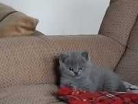 Fetita British Shorthair