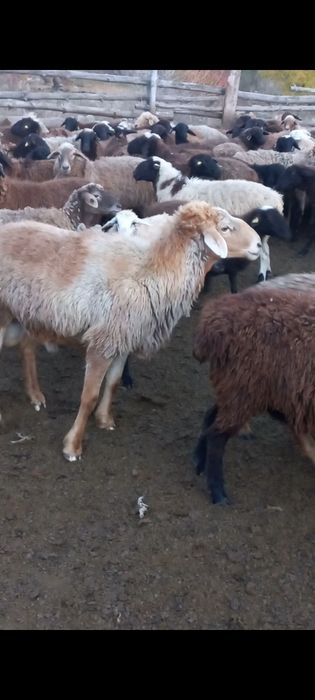 Продам Кошкара все вопросы по телефону!