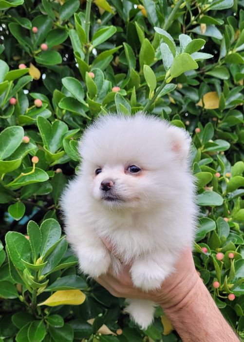 Померан-мини шпиц !!!