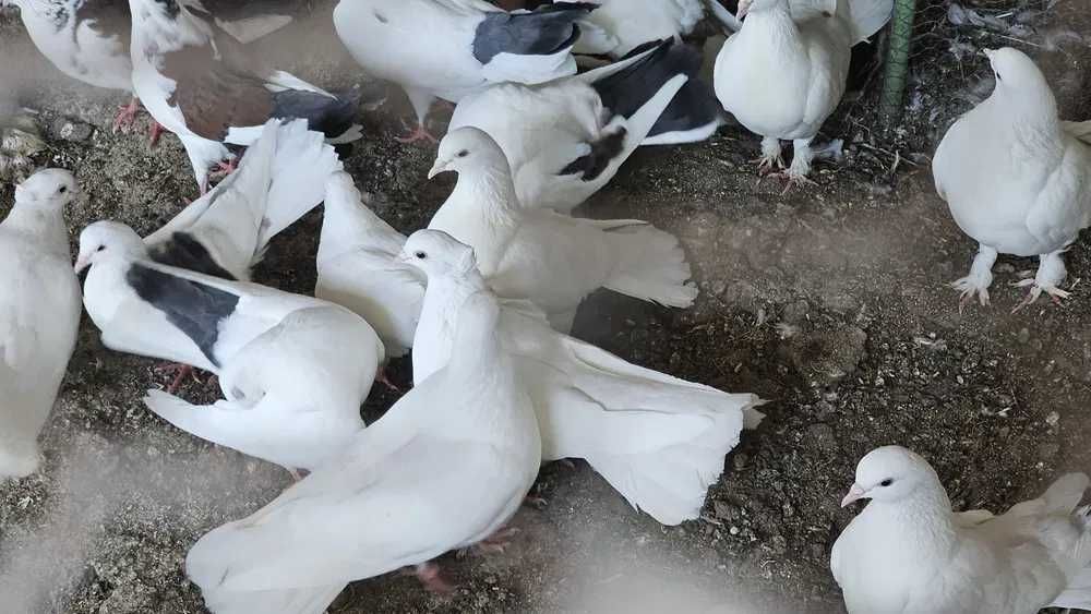 Чисто бели гълъби