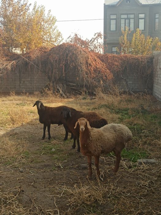 Quchqor -Qòylar Xisori 3 ta