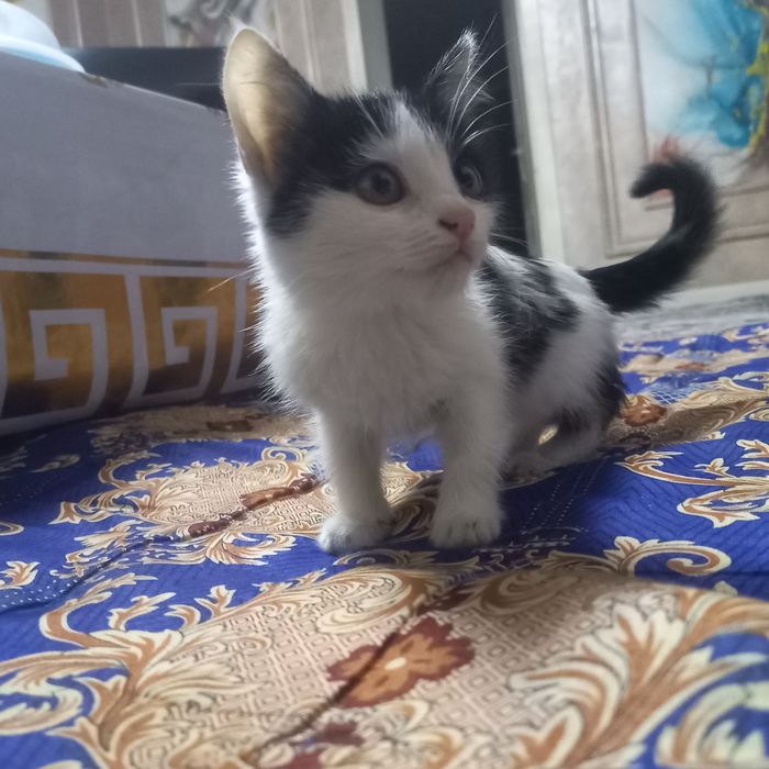 Aq qara misiq, kishkantay