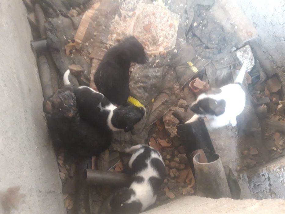 Отдам щенков в добрые руки