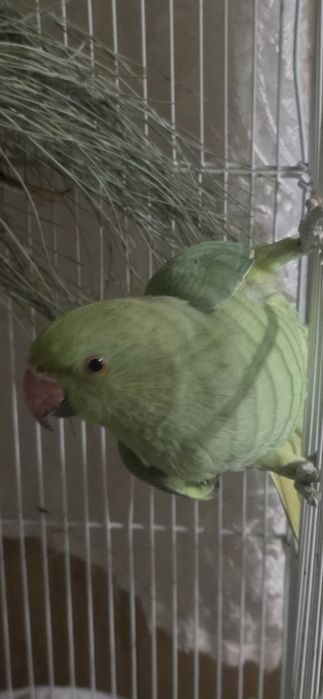 Ожереловый попугай 9 месяц