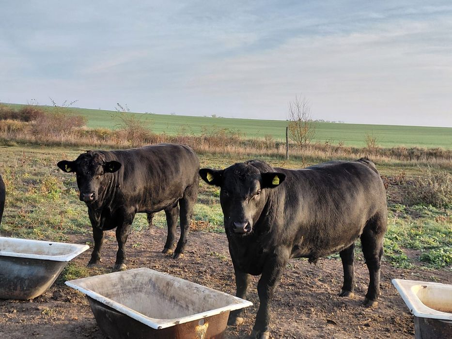 Taur Angus 14-16 luni