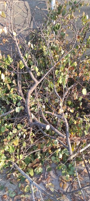 Ótin tekin daraxt ótini