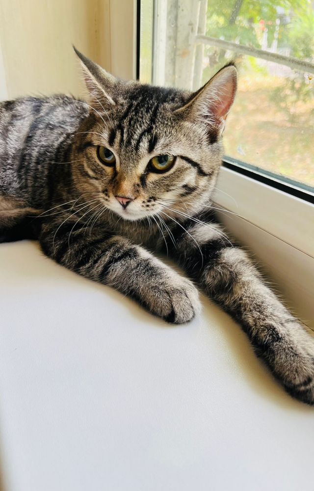 Отдаем котенка сладкую булочку Хану
