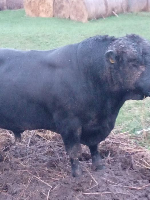 Angus taur cu acte in regula 5 ani