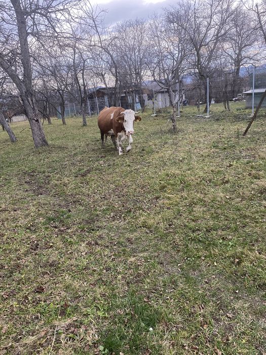 Vând vacă bălțată românască