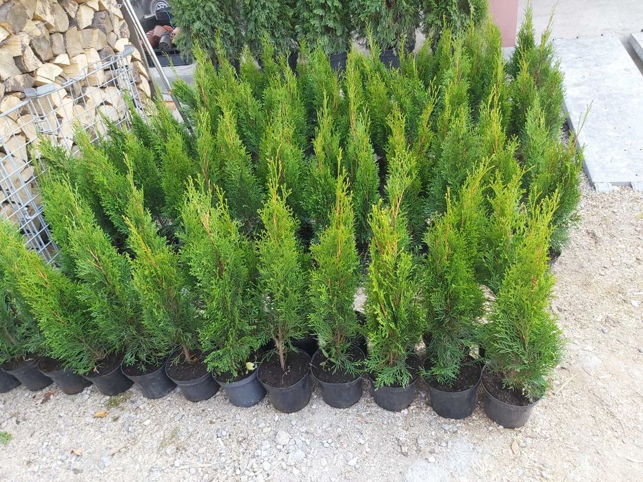 Tuia la ghiveci de la 70  cm la 1.8 m