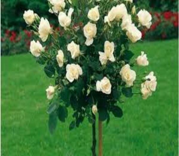 Pomi Ornamentali trandafitri  de tip pomisor